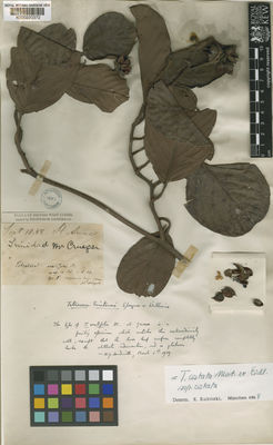 Kew Gardens K000220372:  Crueger, H. [s.n.] Trinidad and Tobago