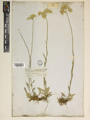 Kew Gardens K000910606:  s.coll. [393] United States