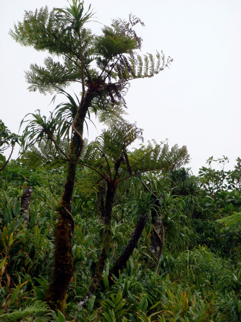 Alsophila tahitensis Brack. | Plants of the World Online | Kew Science