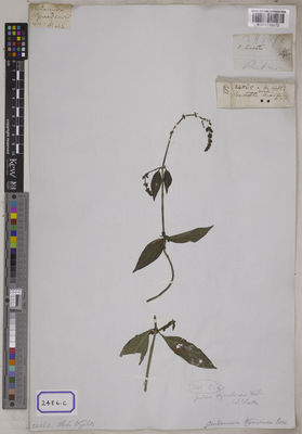 Kew Gardens K001116172:  s.coll. [Cat. no. 2486]