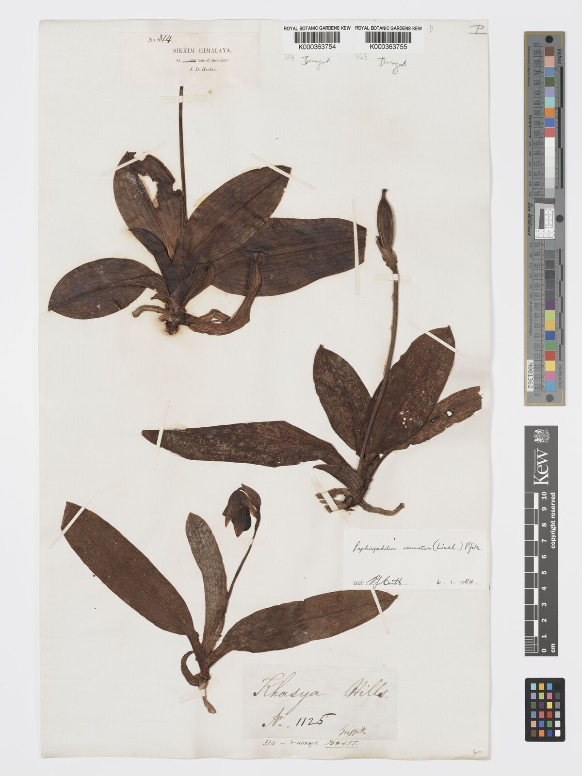 Kew Gardens K000363755:  Griffith [1125] India