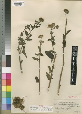 Kew Gardens K000410195:  [Quarré], P. [2847] Congo, Democratic Republic of the