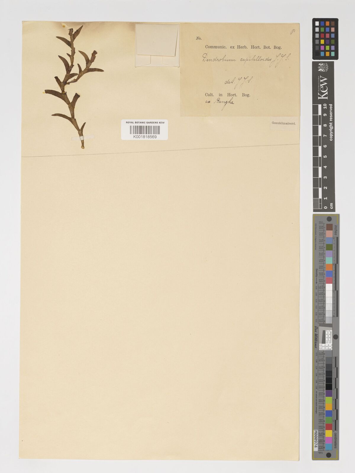 Dendrobium capitellatoides