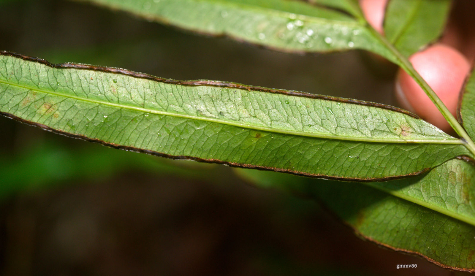 © copyright of the Board of Trustees of the Royal Botanic Gardens, Kew.