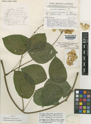 Kew Gardens K000502943:  Lindeman, J.C.; Haas, J.H. [823] Brazil