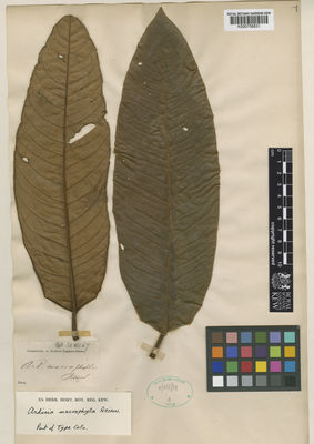 Kew Gardens K000756831:  s.coll. [s.n.] Indonesia