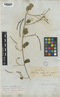 Kew Gardens K000848817:  Gardner, G. [3671] Brazil