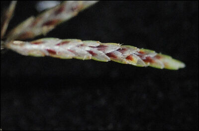 Cyperus rotundus L. | Plants of the World Online | Kew Science