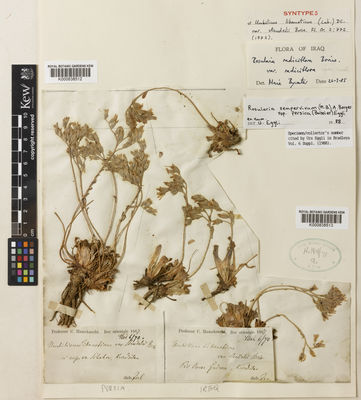 Kew Gardens K000838512:  Haussknecht, C. [s.n.] Iran