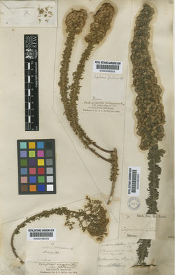 Kew Gardens K000486659:  s.coll. [47] Chile