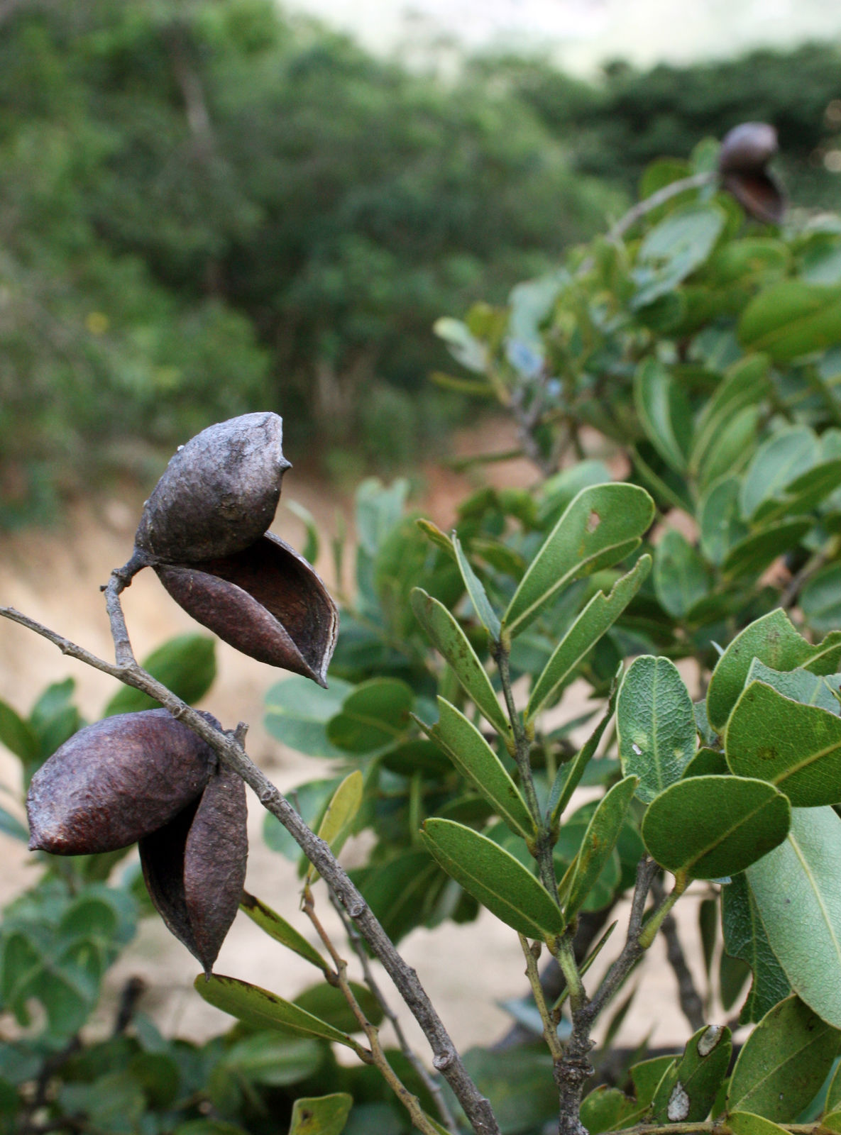 © copyright of the Board of Trustees of the Royal Botanic Gardens, Kew.