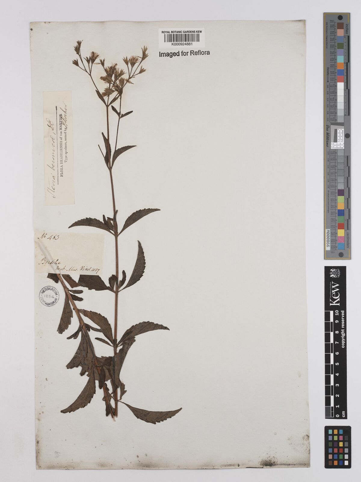 Kew Gardens K000924881:  Pohl [463] Brazil