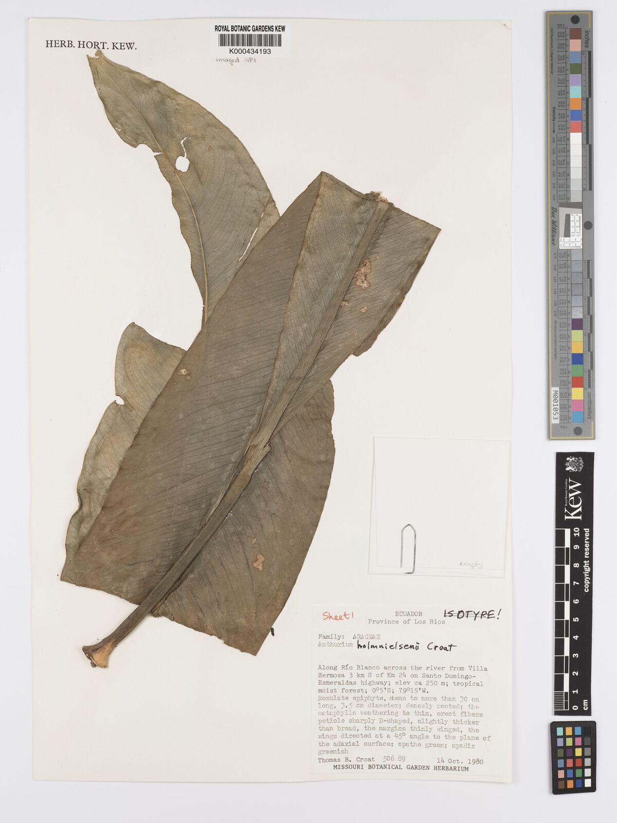 Kew Gardens K000434193:  Croat, T.B. [50689] Ecuador
