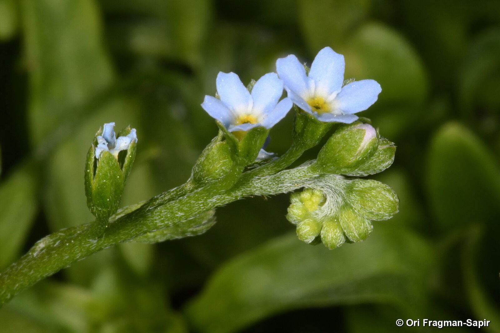 Myosotis laxa subsp. cespitosa (Schultz) Hyl. ex Nordh. | Plants
