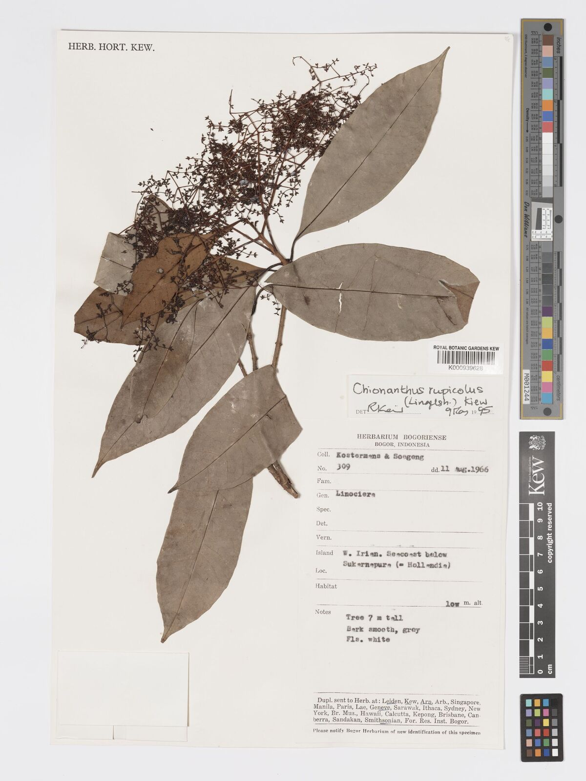 Kew Gardens K000939628:  Kostermans; Soegeng [309] Indonesia