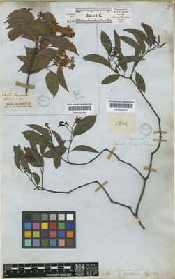 Kew Gardens K000582681:  Herb [Euph.] Vien [1846] Brazil