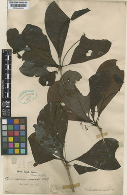 Kew Gardens K000442689:  s.coll. [s.n.] Indonesia