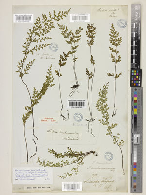 Kew Gardens K001089047:  s.coll. [s.n.]