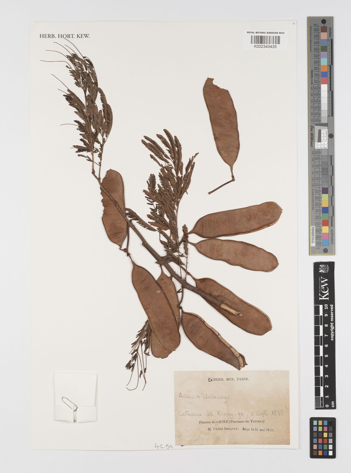 Acacia delavayi