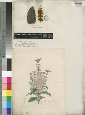 Kew Gardens K000349752:  leg. ign. [s.n.] Australia