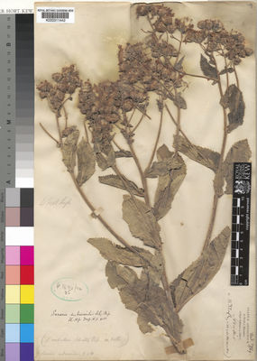 Kew Gardens K000311442:  Schimper [1532]