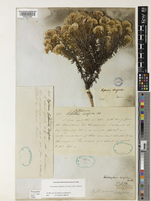 Kew Gardens K000910480:  s.coll. [281]