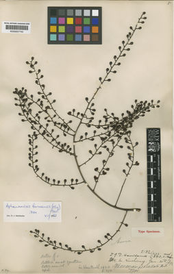 Kew Gardens K000657740:  Haviland, G.D. [2132] Malaysia