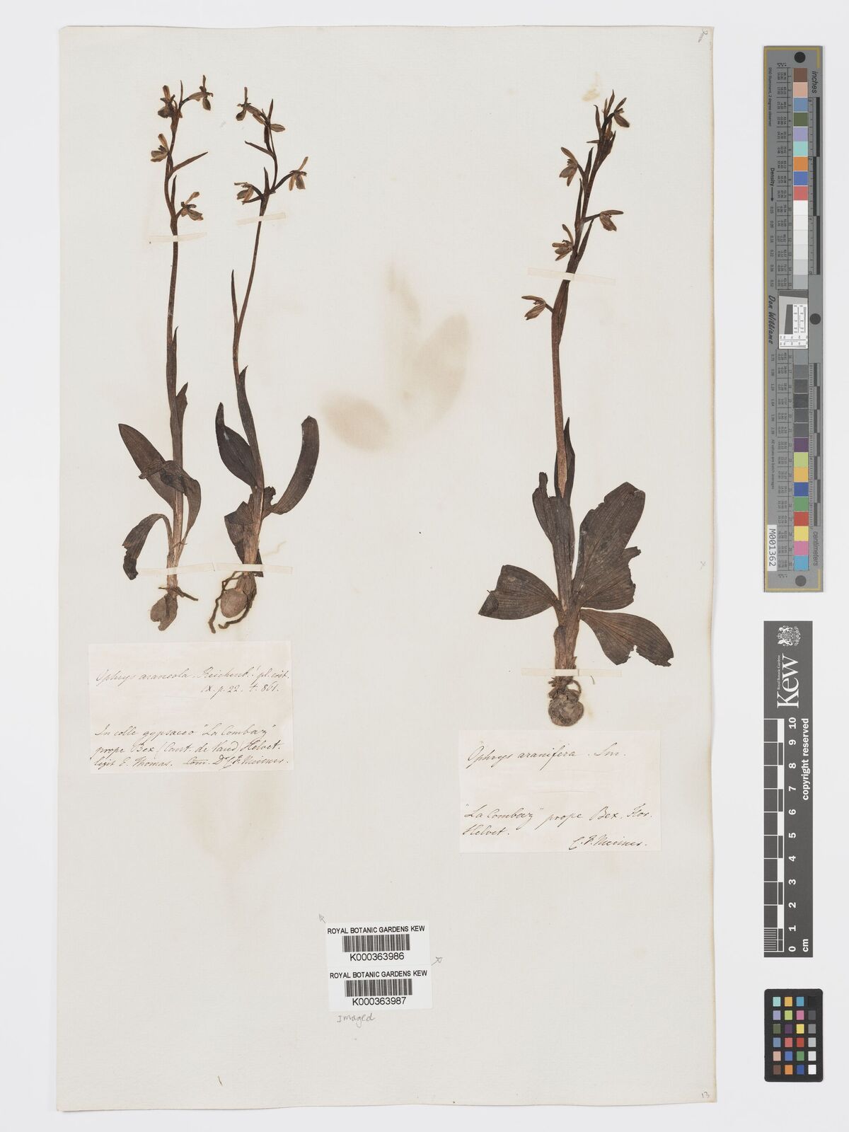 Kew Gardens K000363987:  Meisner, C.F. [s.n.] Switzerland