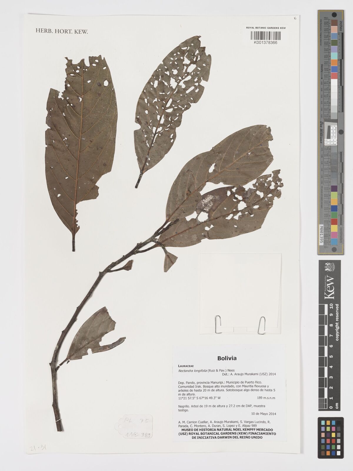 Nectandra longifolia