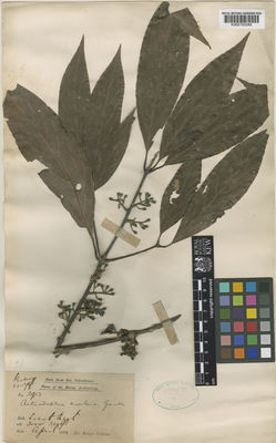 Kew Gardens K000793040:  s.coll. [2913] Malaysia