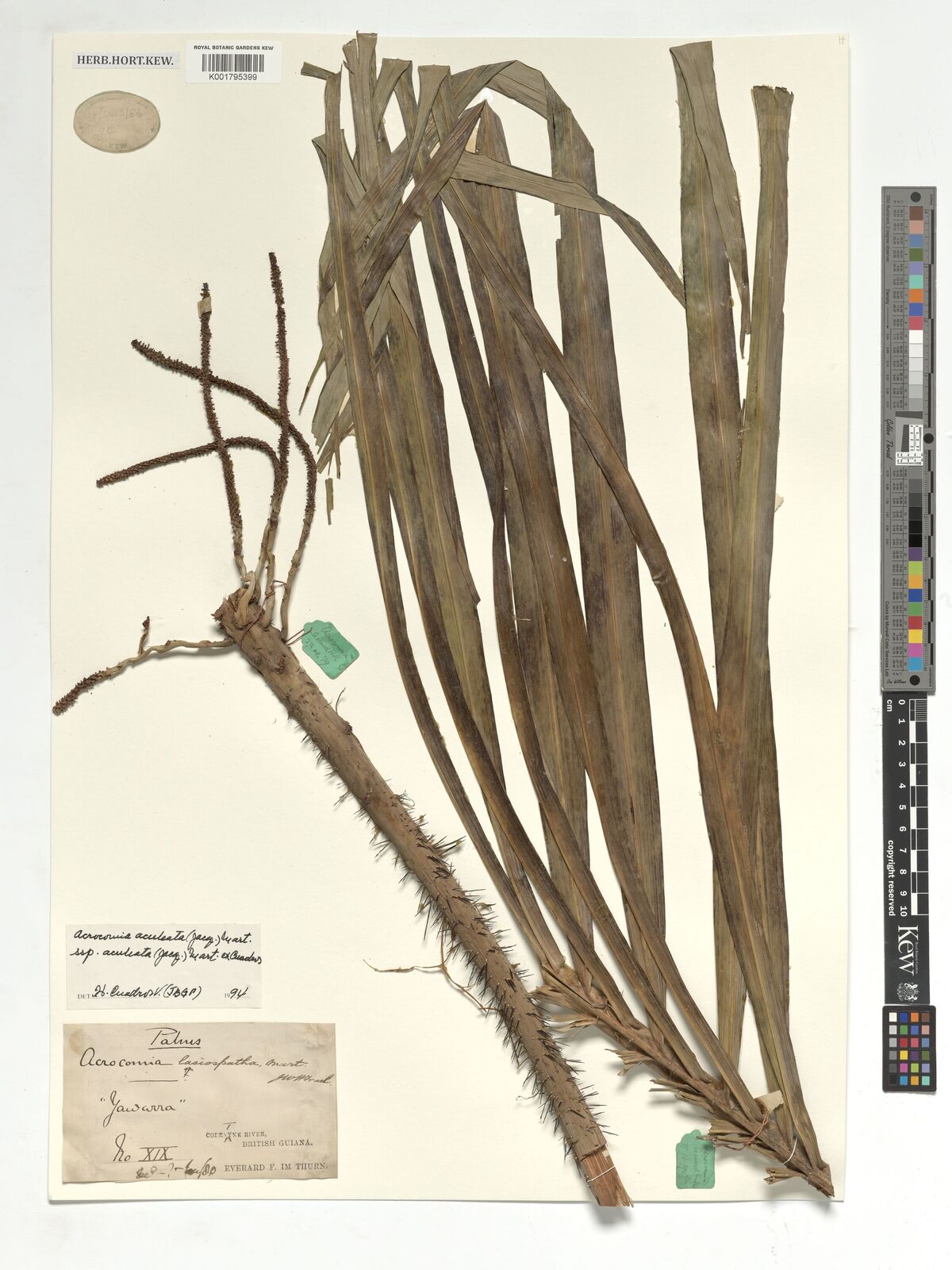 Acrocomia aculeata (Jacq.) Sweet | Plants of the World Online | Kew Science