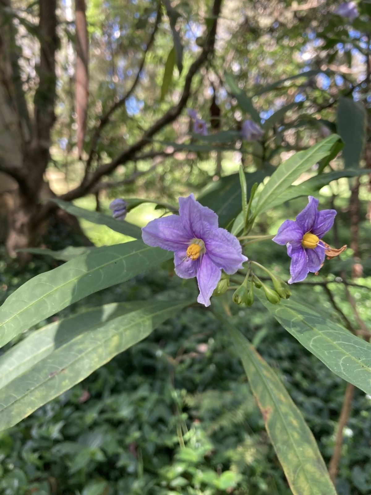 © copyright of the Board of Trustees of the Royal Botanic Gardens, Kew.