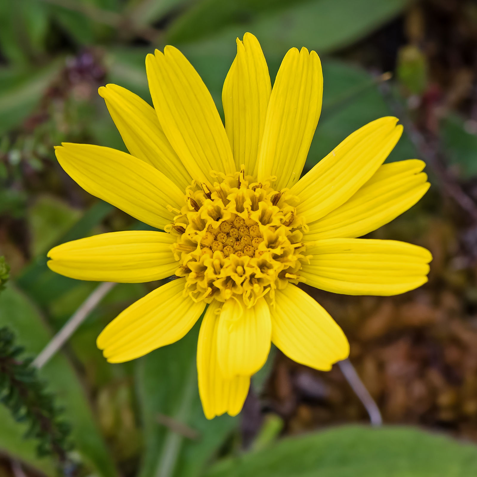 Arnica Montana Subsp Montana Plants Of The World Online Kew Science