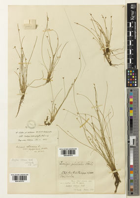 Kew Gardens K001067972:  Lechler, W.; Hokemacker, W., R.F. [566] Chile