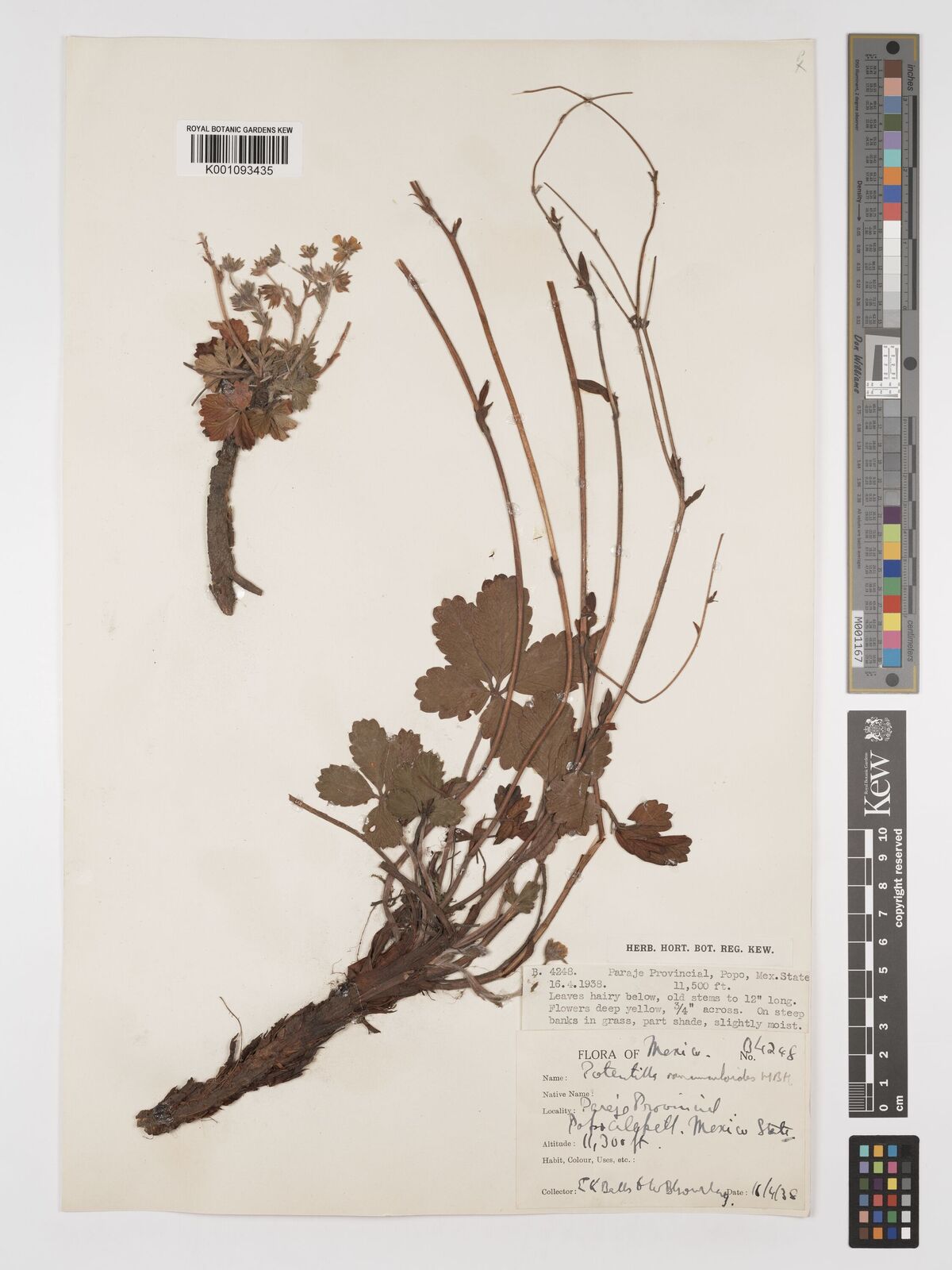 Potentilla ranunculoides