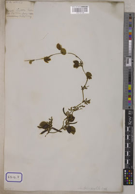 Kew Gardens K001121139:  s.coll. [Cat. no. 5512] India