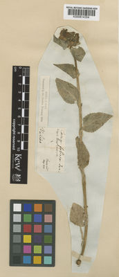 Kew Gardens K000814354:  Tenore [s.n.] Italy