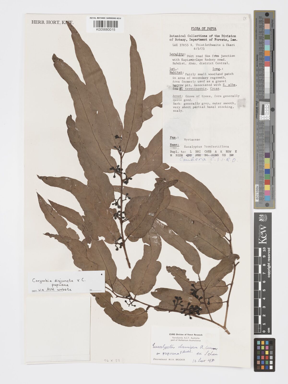 Corymbia disjuncta K.D.Hill & L.A.S.Johnson | Plants of the World ...