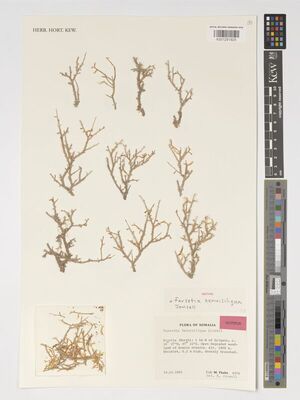 Kew Gardens K001291925:  Thulin, M. [4376] Somalia