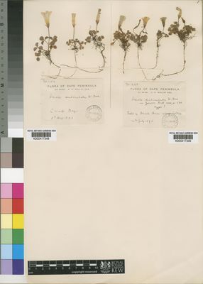 Kew Gardens K000417348:  Wolley-Dod, A.H. [1354] South Africa