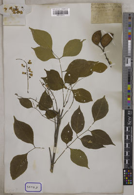 Kew Gardens K001122472:  s.coll. [Cat. no. 5878]