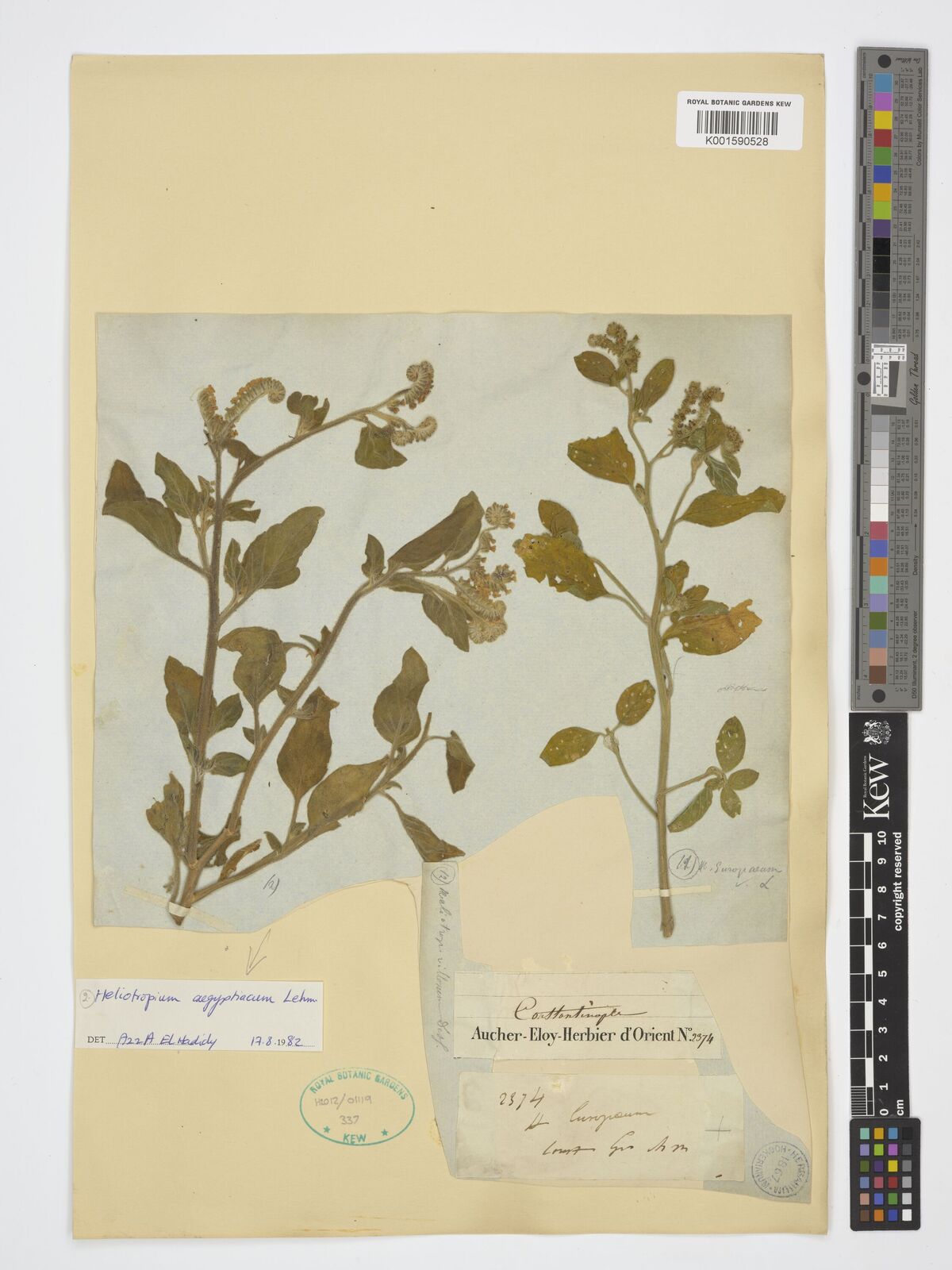 Heliotropium aegyptiacum Lehm. | Plants of the World Online | Kew Science