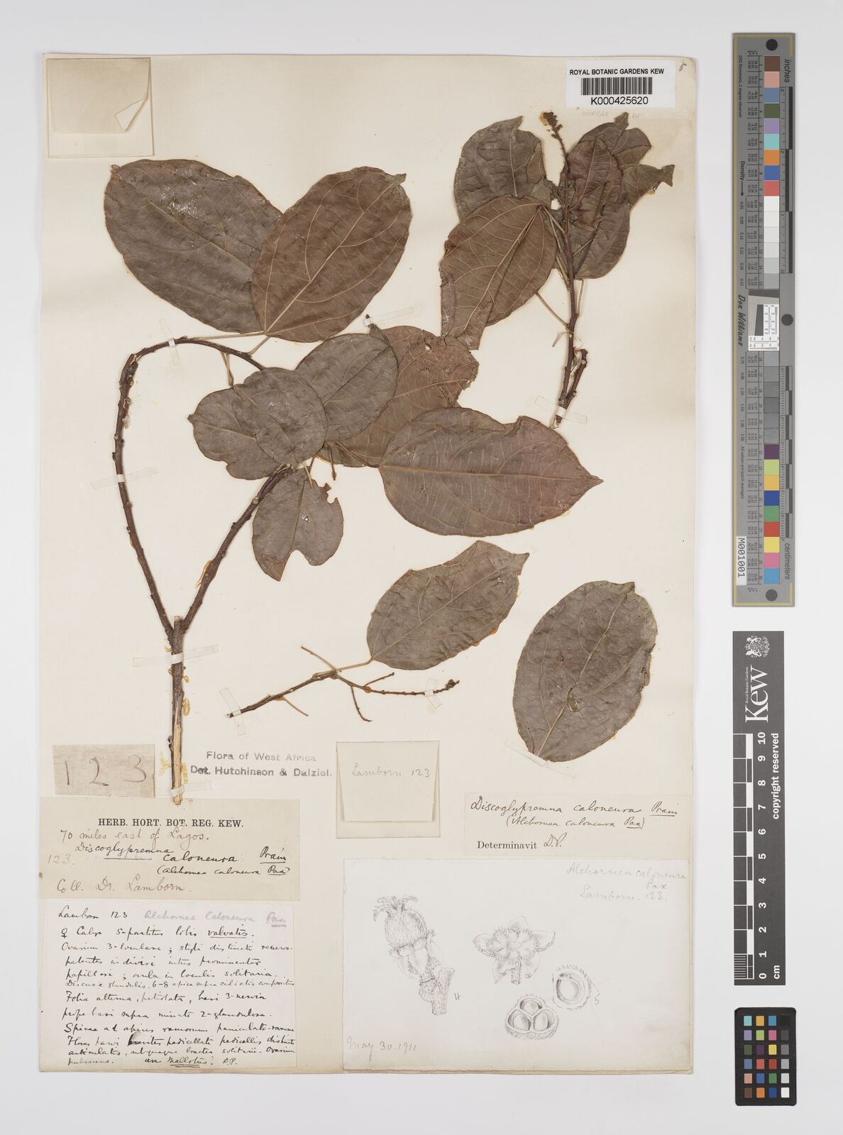 Kew Gardens K000425620:  Lamborn [123] Nigeria