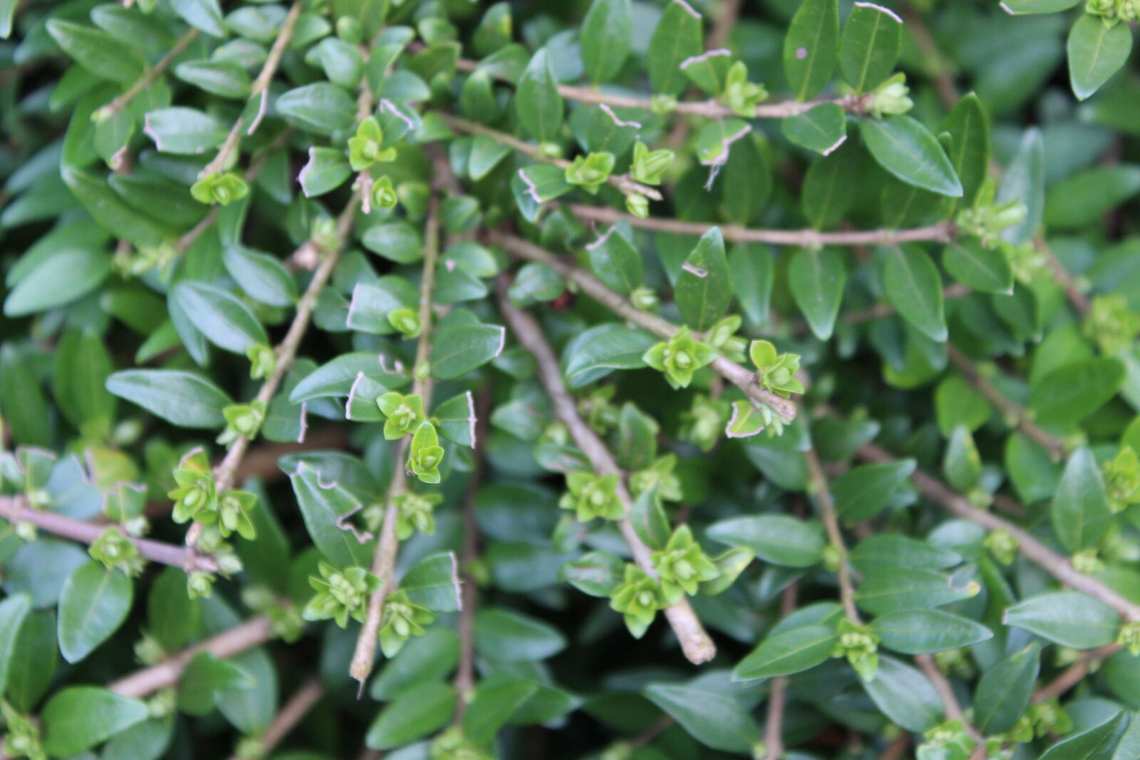 Lonicera ligustrina var. yunnanensis Franch. | Plants of the World Online |  Kew Science