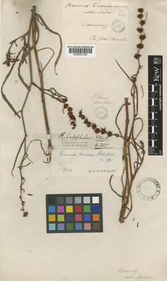 Kew Gardens K000831354:  Mueller, F.J.H., von [s.n.] Australia