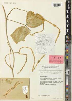 Kew Gardens K001097243:  Westphal, E.; Westphal-Stevels, J.M.C. [8677] Suriname