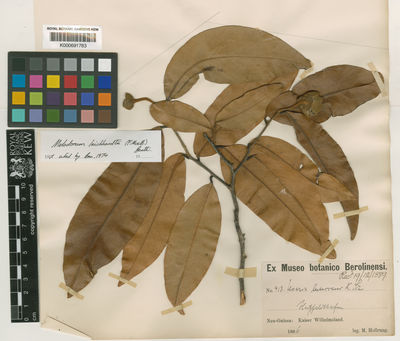 Kew Gardens K000691783:  Hollrung, M.U. [413] Papua New Guinea