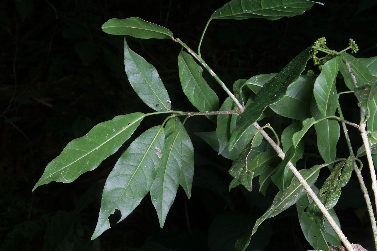 Dendropanax arboreus (L.) Decne. & Planch. | Colombian Plants made ...
