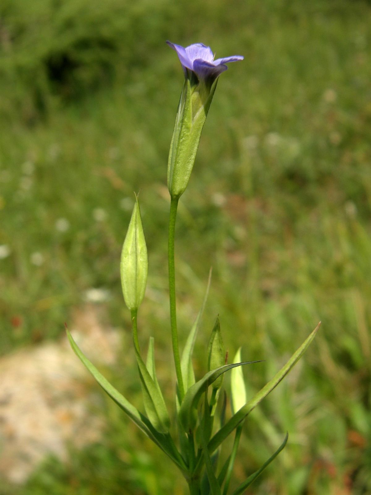 Gentianopsis crinita