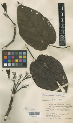 Kew Gardens K000671559:  Parkinson, C.E. [5218] Burma